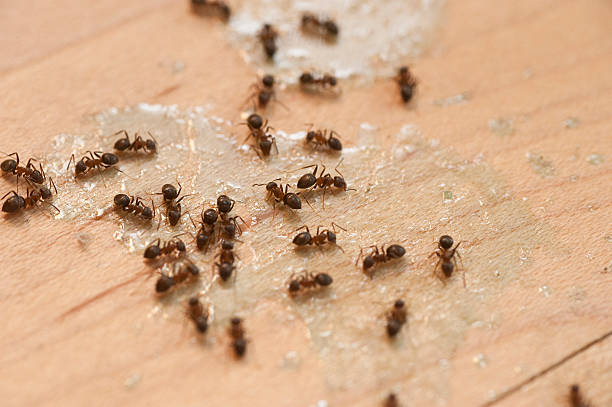 Wildlife Control Services in St Pete Beach, FL